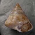 Calliostoma&nbsp;virescens